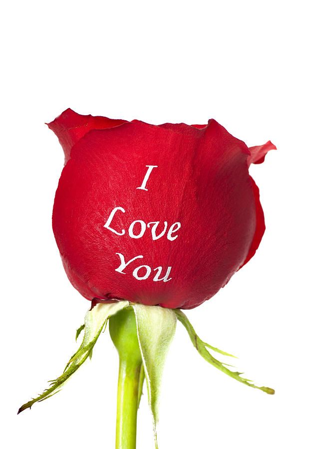 Detail Rose Images Downloads Nomer 12
