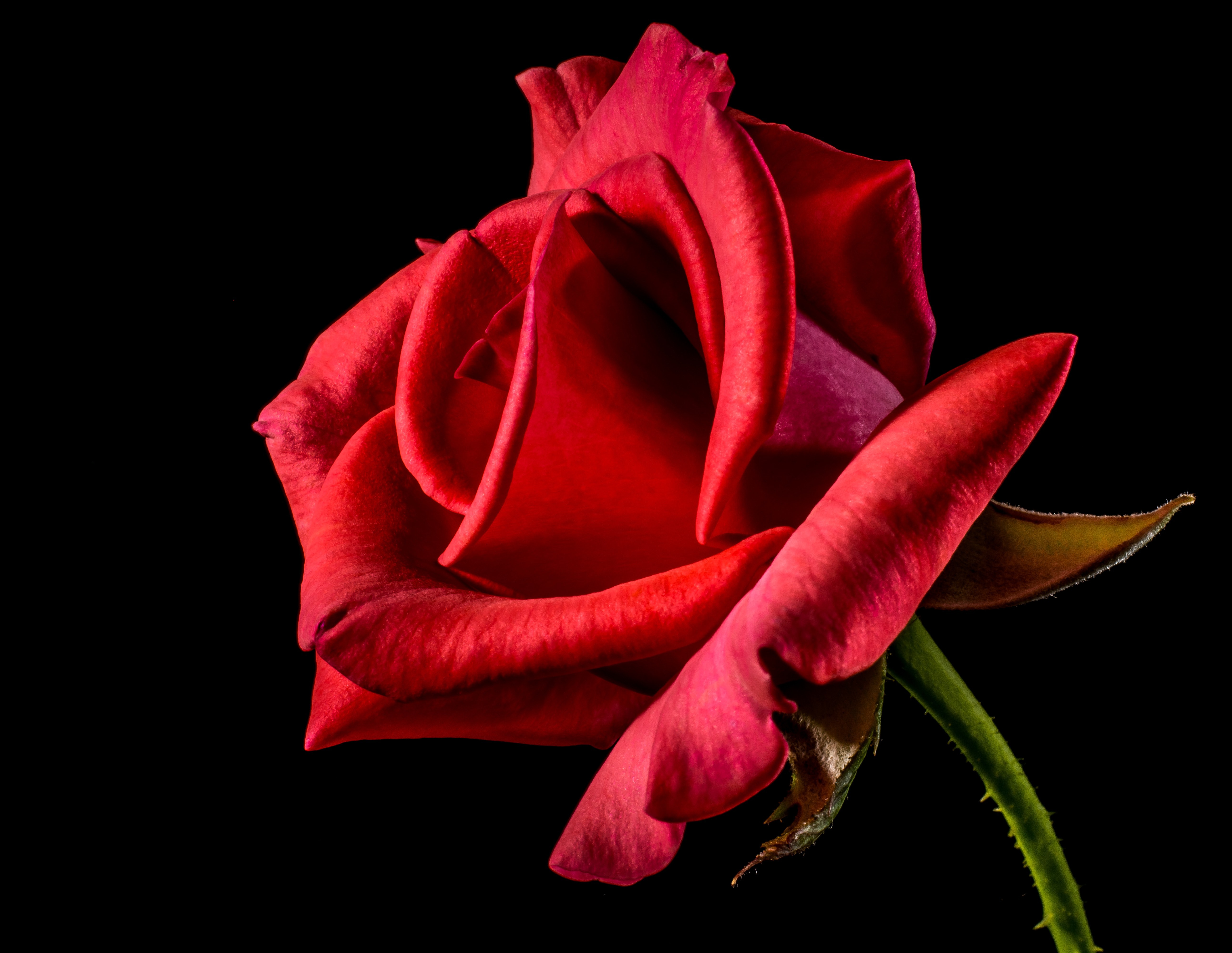 Detail Rose Images Downloads Nomer 15