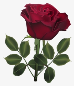 Detail Rose Images Downloads Nomer 19