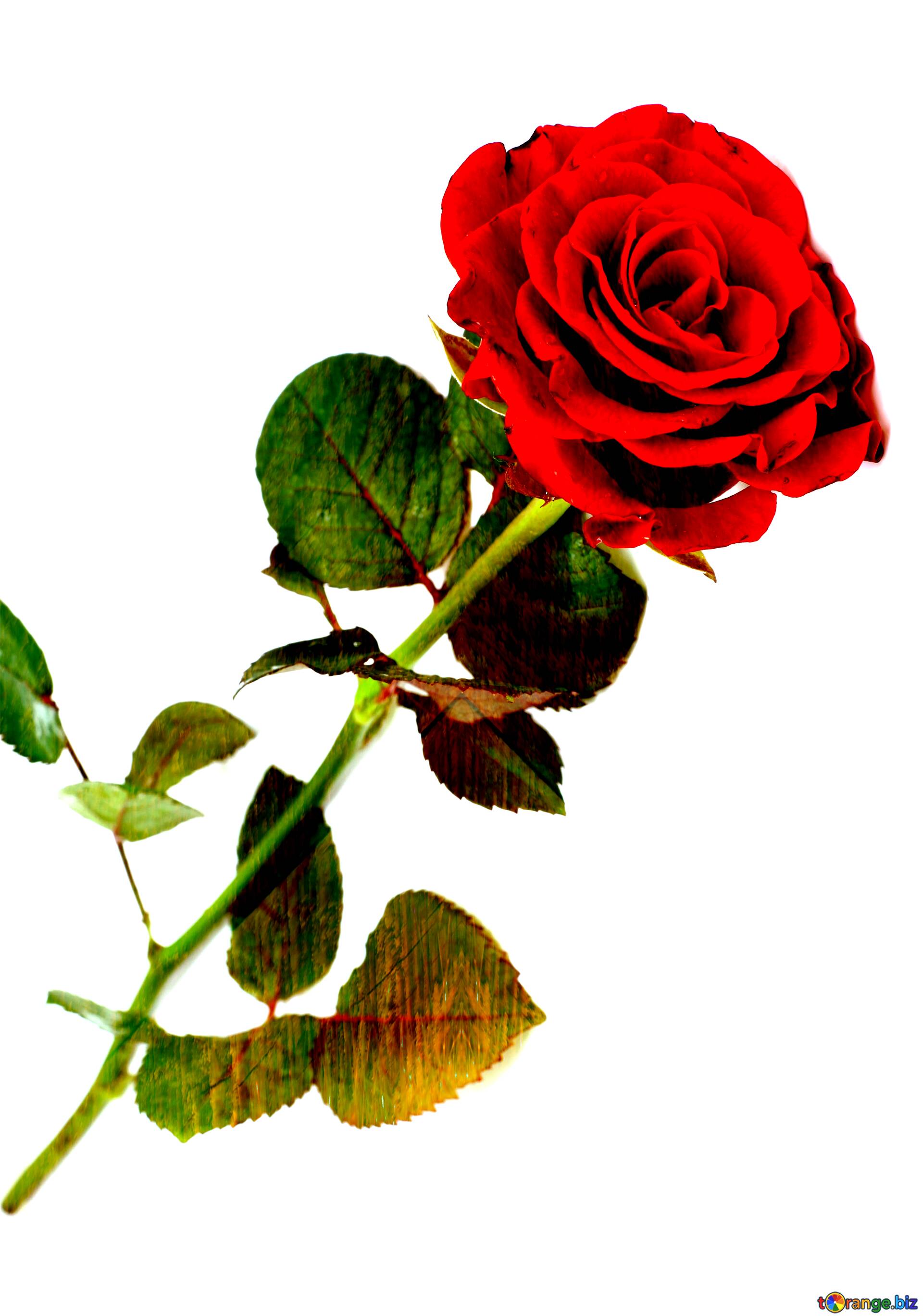 Detail Rose Images Downloads Nomer 20