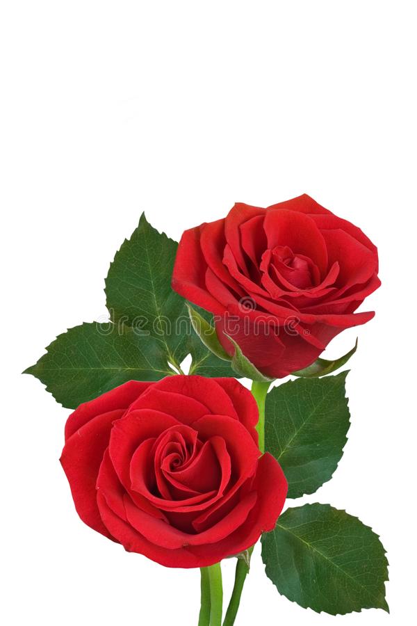 Detail Rose Images Downloads Nomer 23