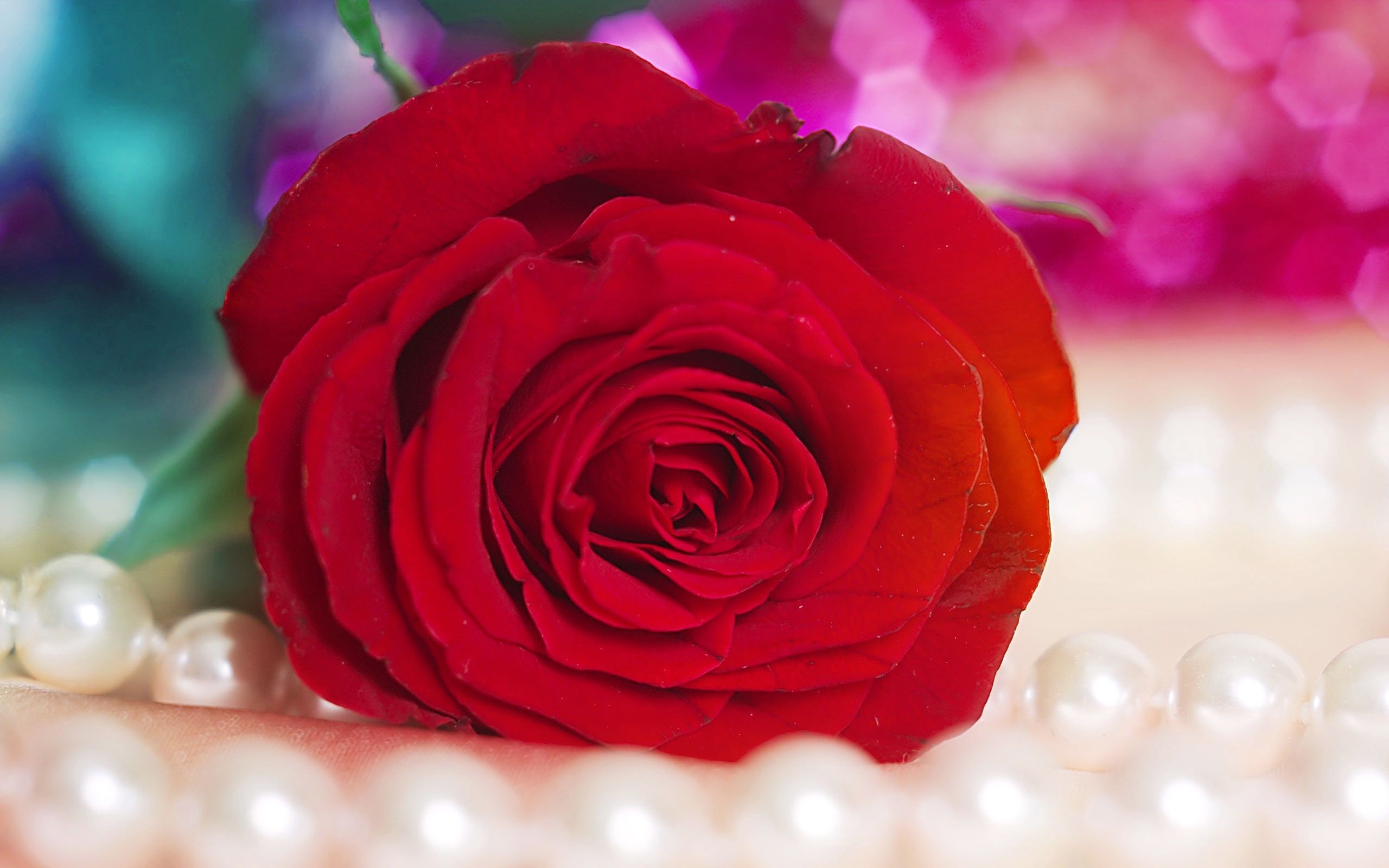 Detail Rose Images Downloads Nomer 27