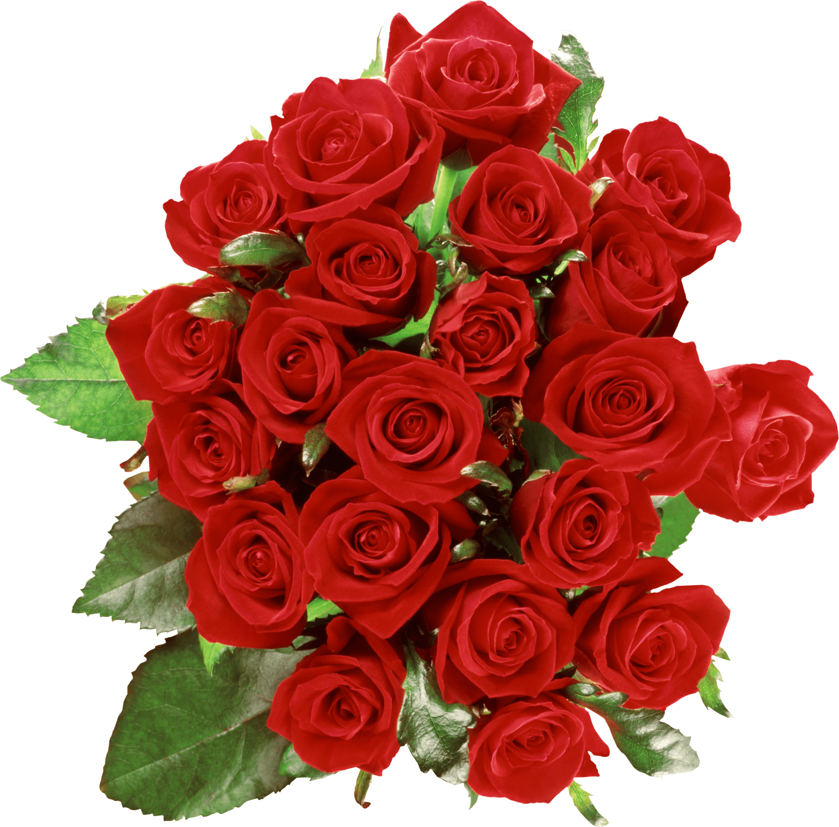 Detail Rose Images Downloads Nomer 29