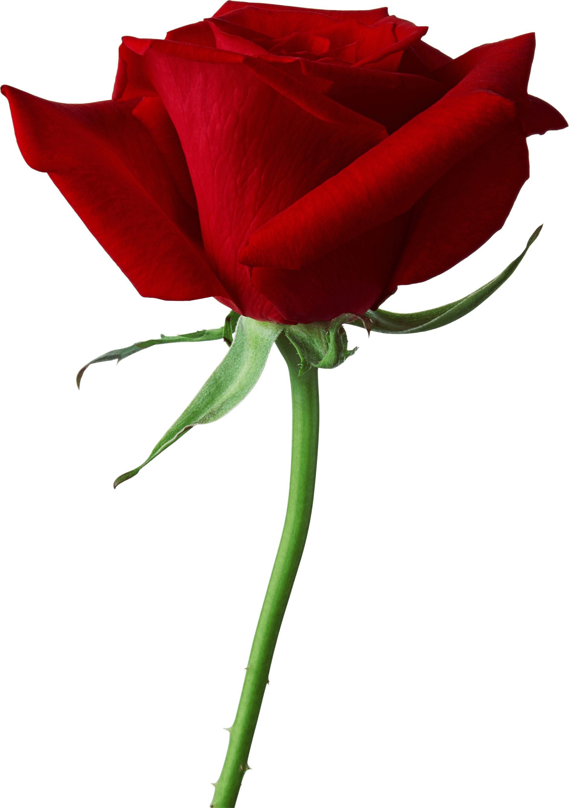 Detail Rose Images Downloads Nomer 30