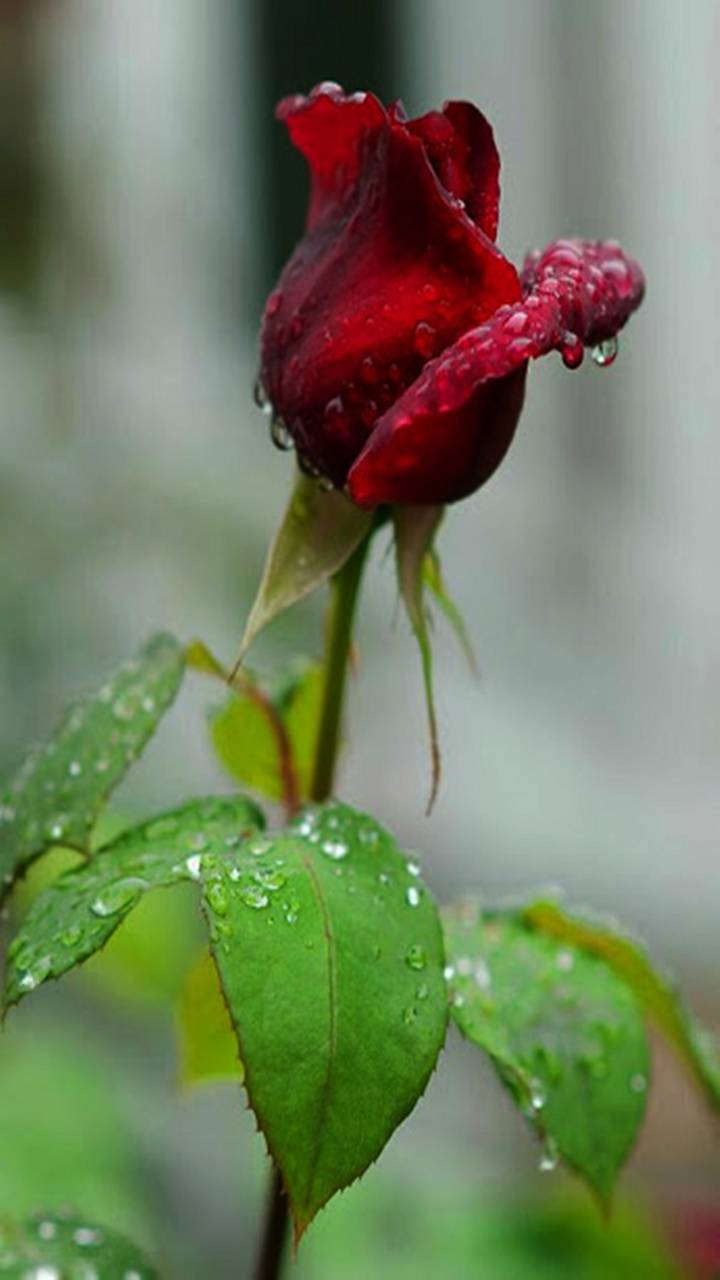 Detail Rose Images Downloads Nomer 35