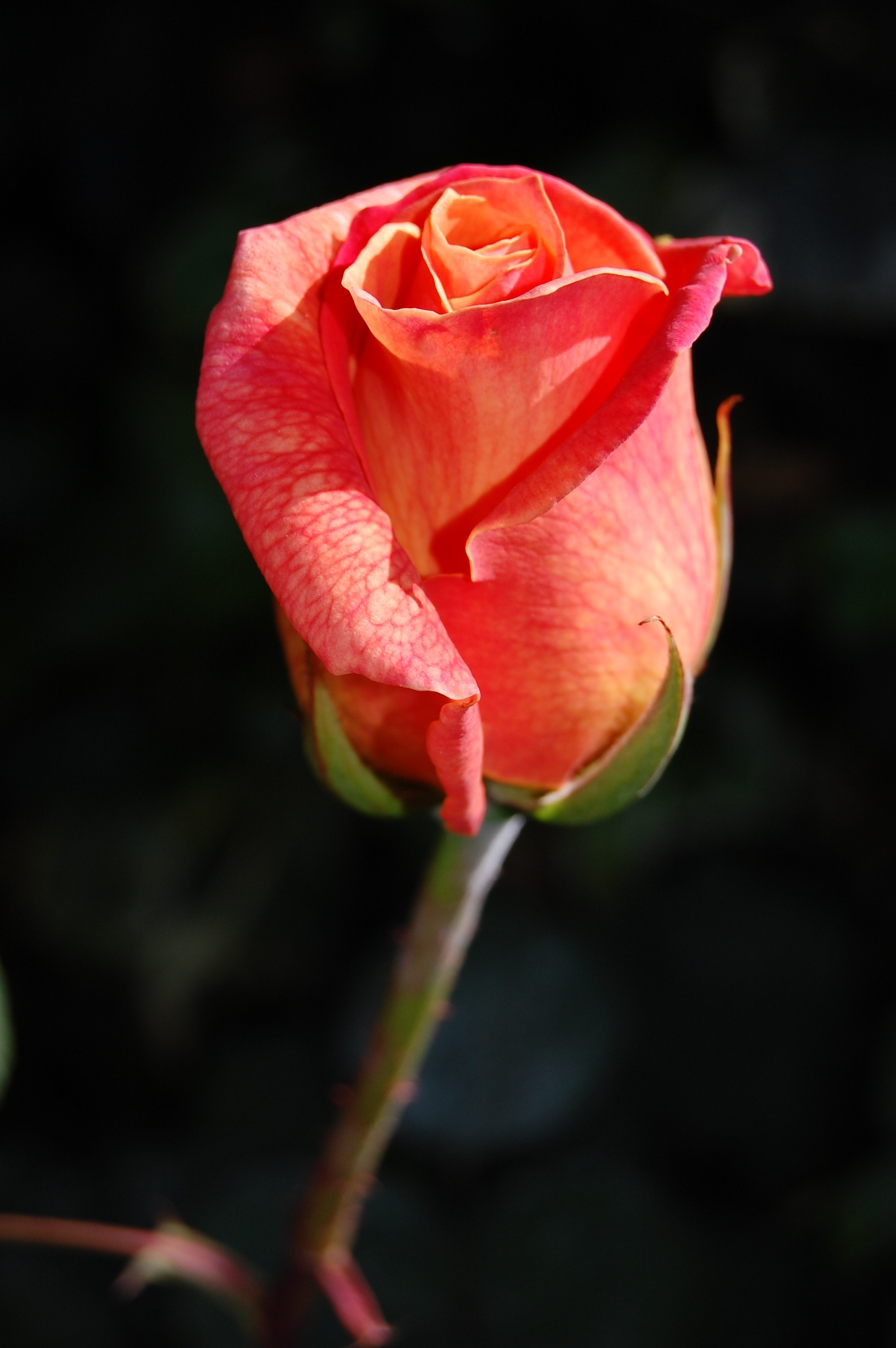 Detail Rose Images Downloads Nomer 41