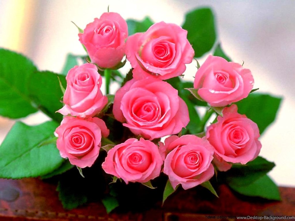 Detail Rose Images Downloads Nomer 44