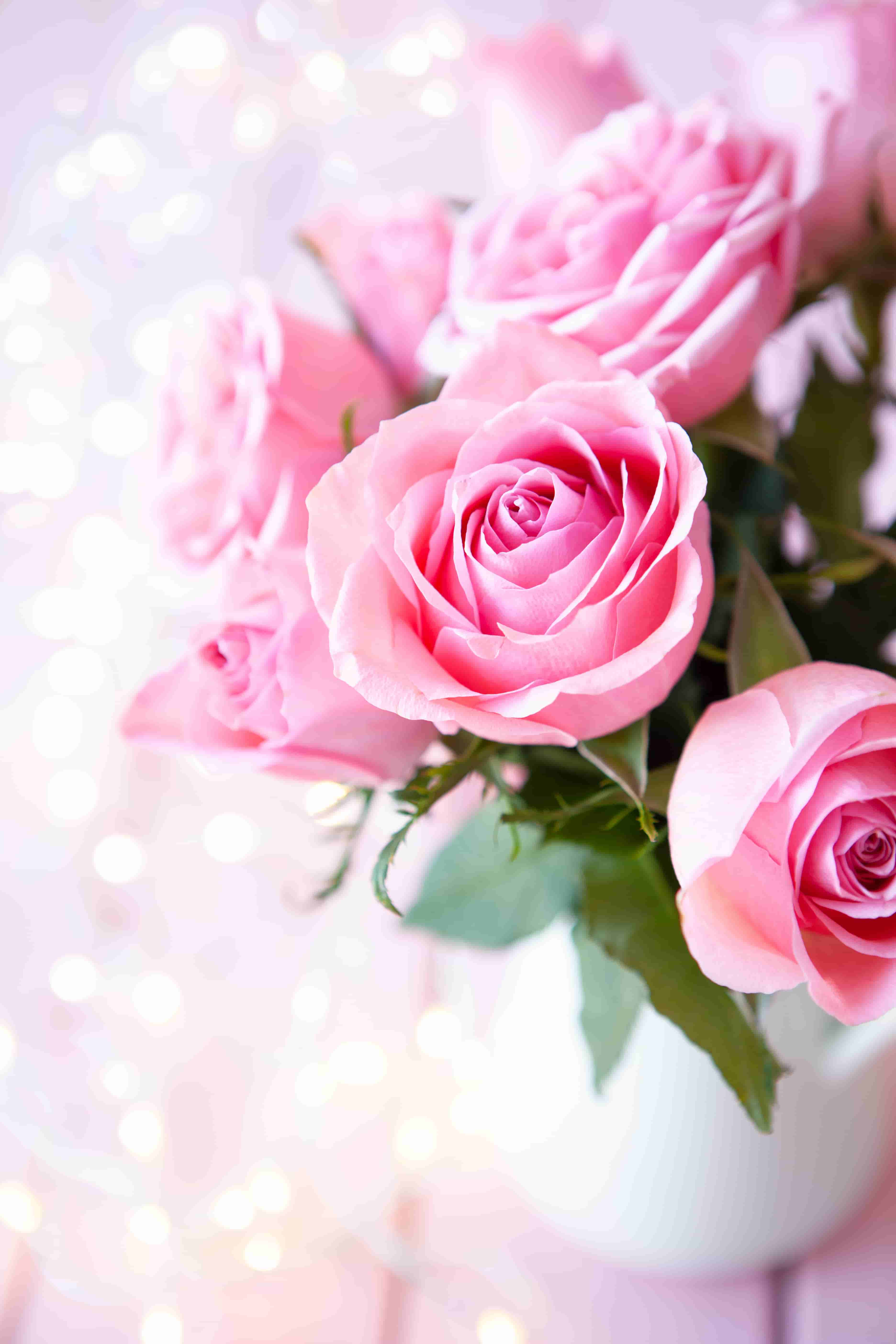 Detail Rose Images Downloads Nomer 45