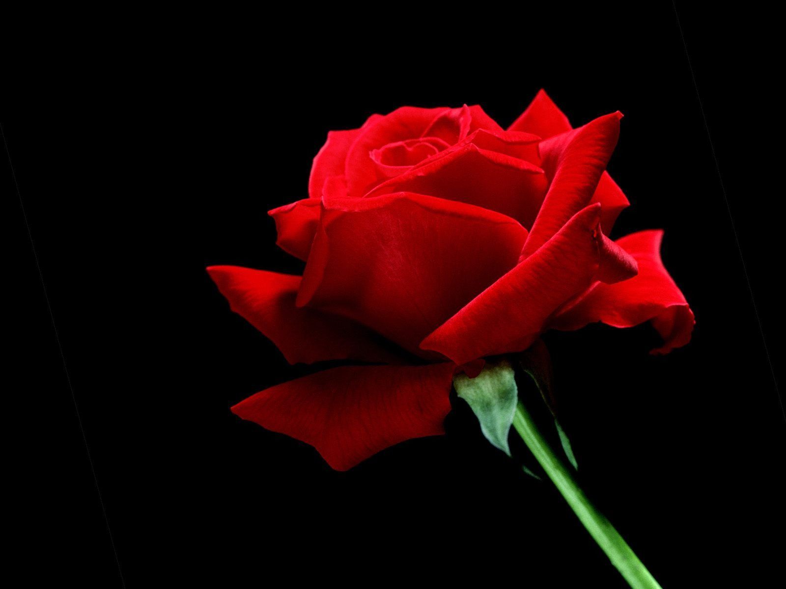 Detail Rose Images Downloads Nomer 51
