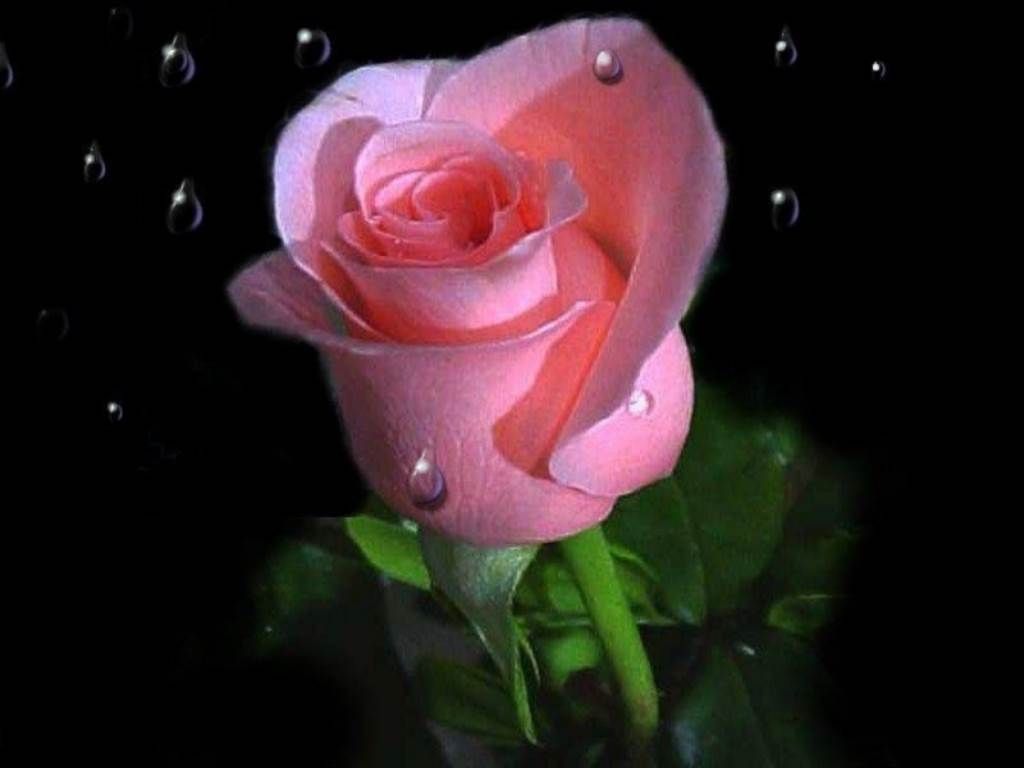 Detail Rose Images Downloads Nomer 6