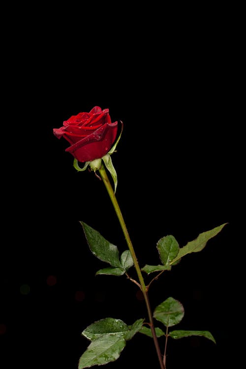 Rose Love Images - KibrisPDR