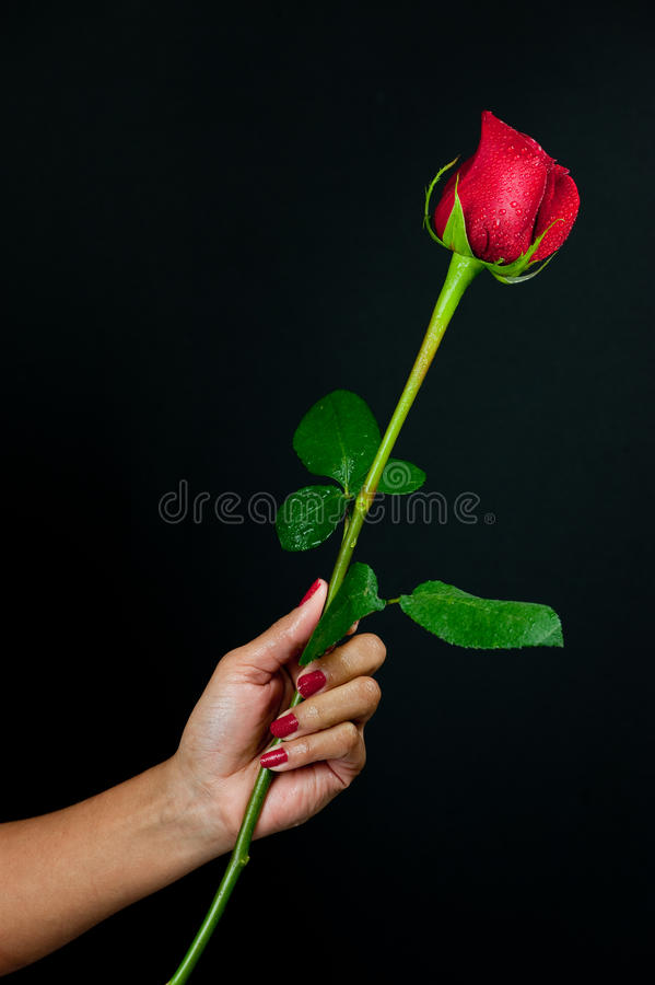 Detail Rose Love Images Nomer 23