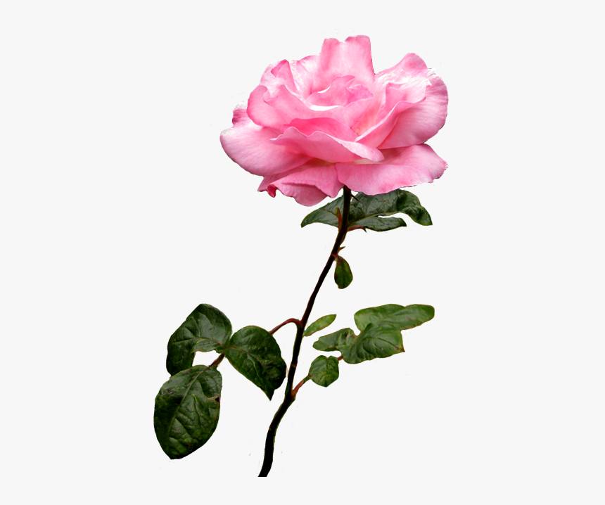 Detail Rose No Background Nomer 35