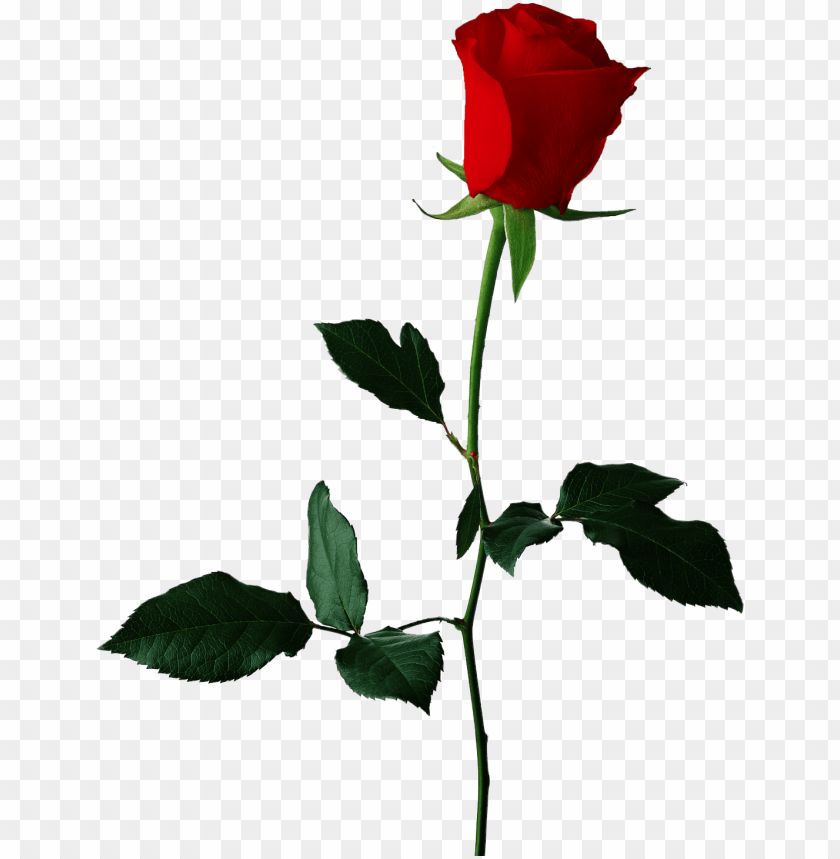 Detail Rose No Background Nomer 5