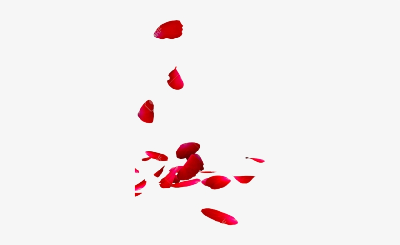 Detail Rose Petals Png Nomer 10