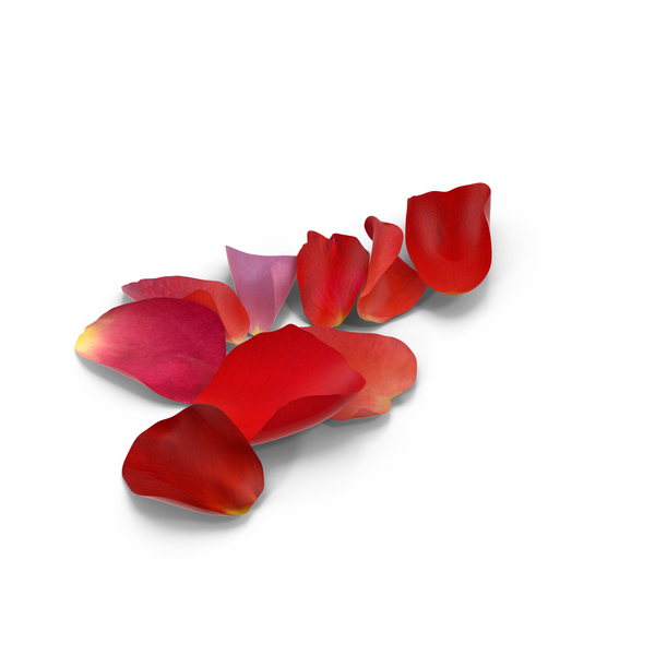 Detail Rose Petals Png Nomer 13