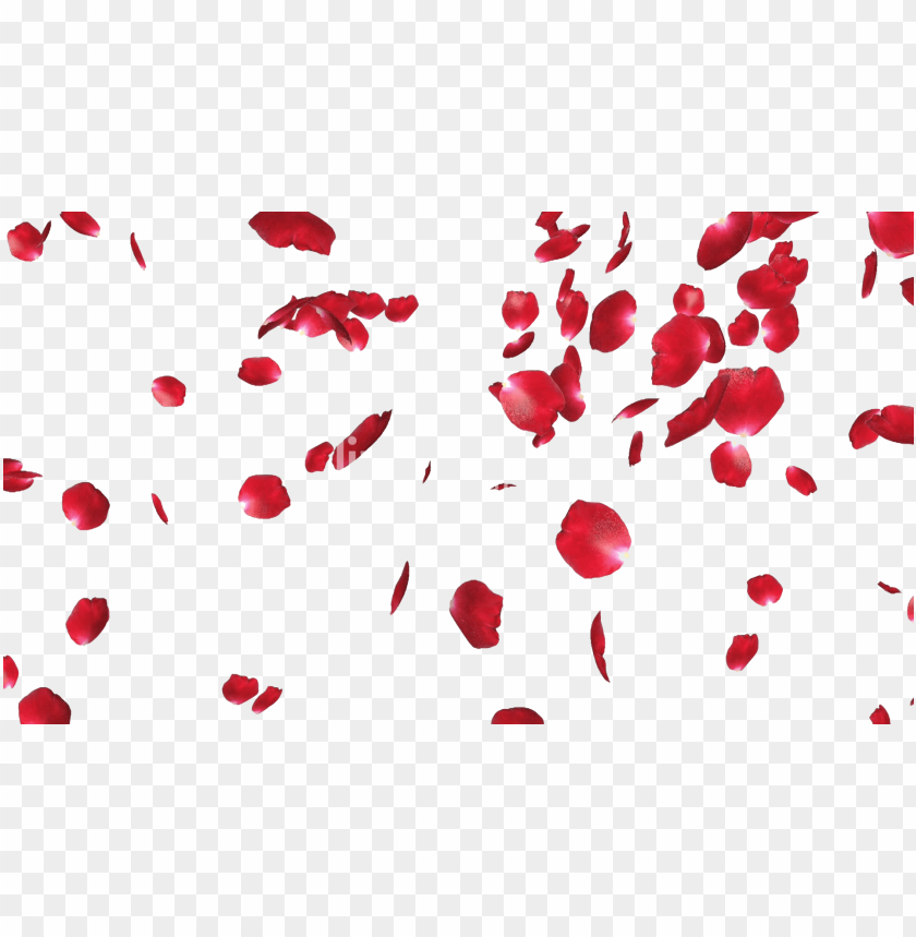 Detail Rose Petals Png Nomer 3