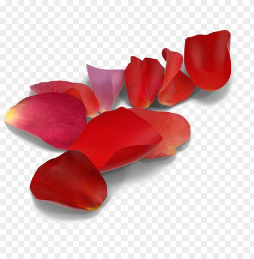 Detail Rose Petals Png Nomer 32