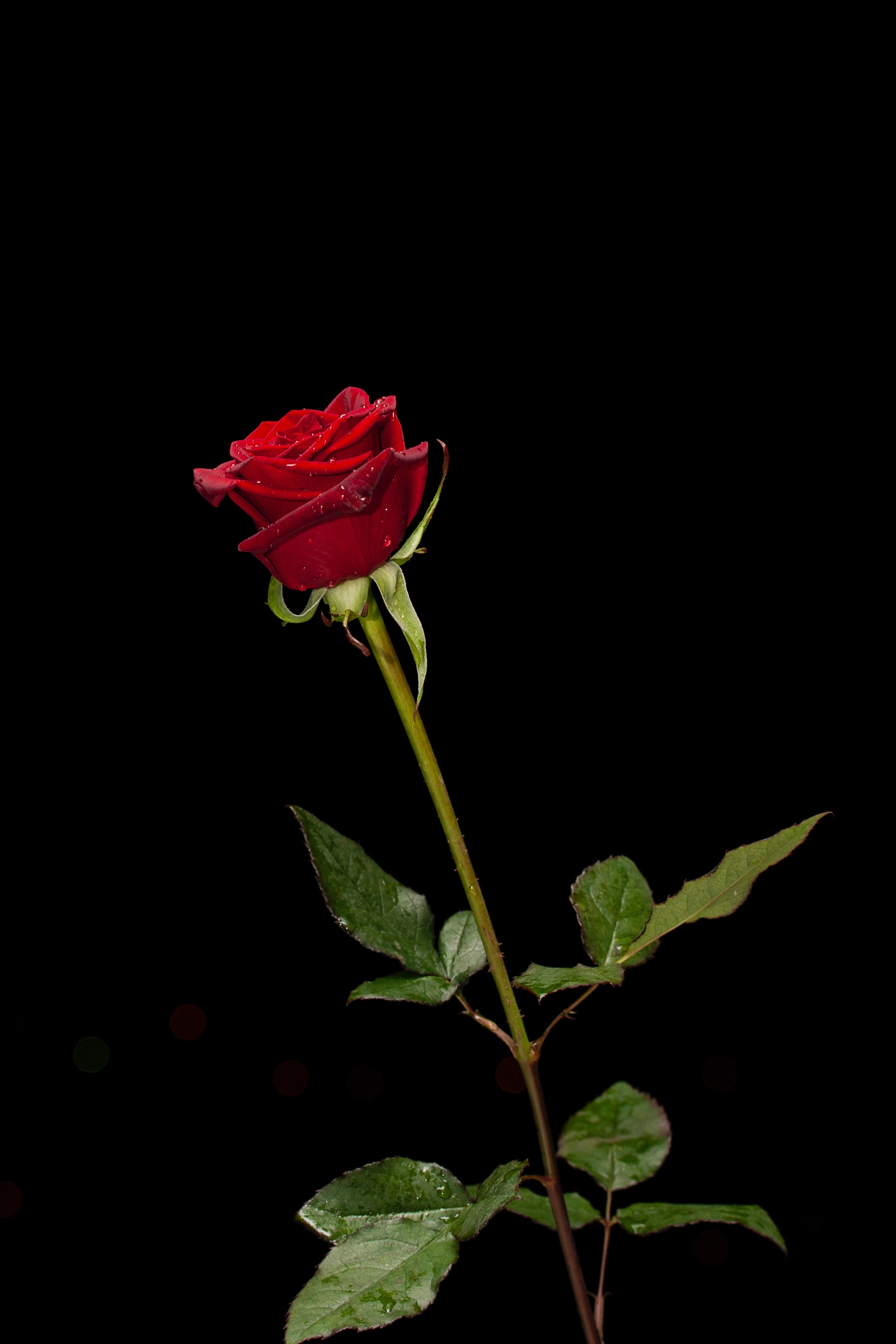 Detail Rose Photo Download Nomer 4