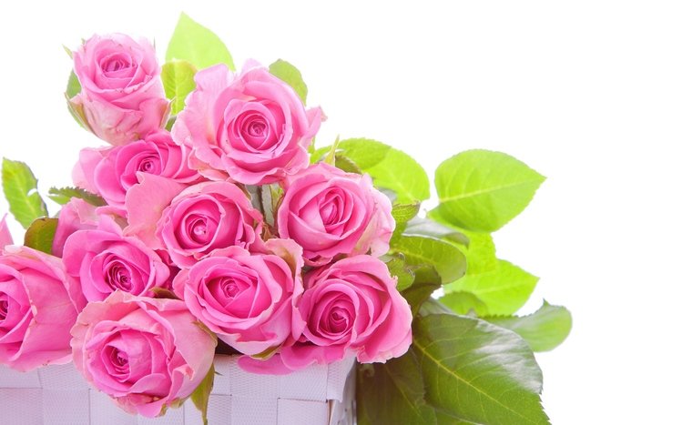 Detail Rose Photo Download Nomer 44