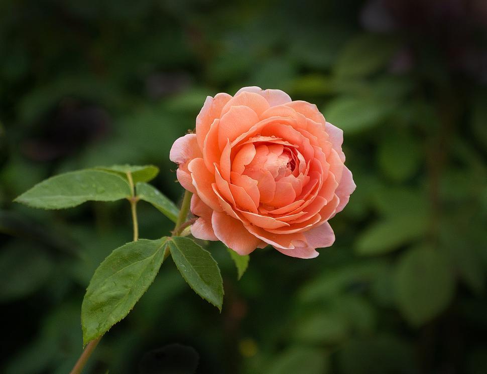 Detail Rose Photo Download Nomer 47