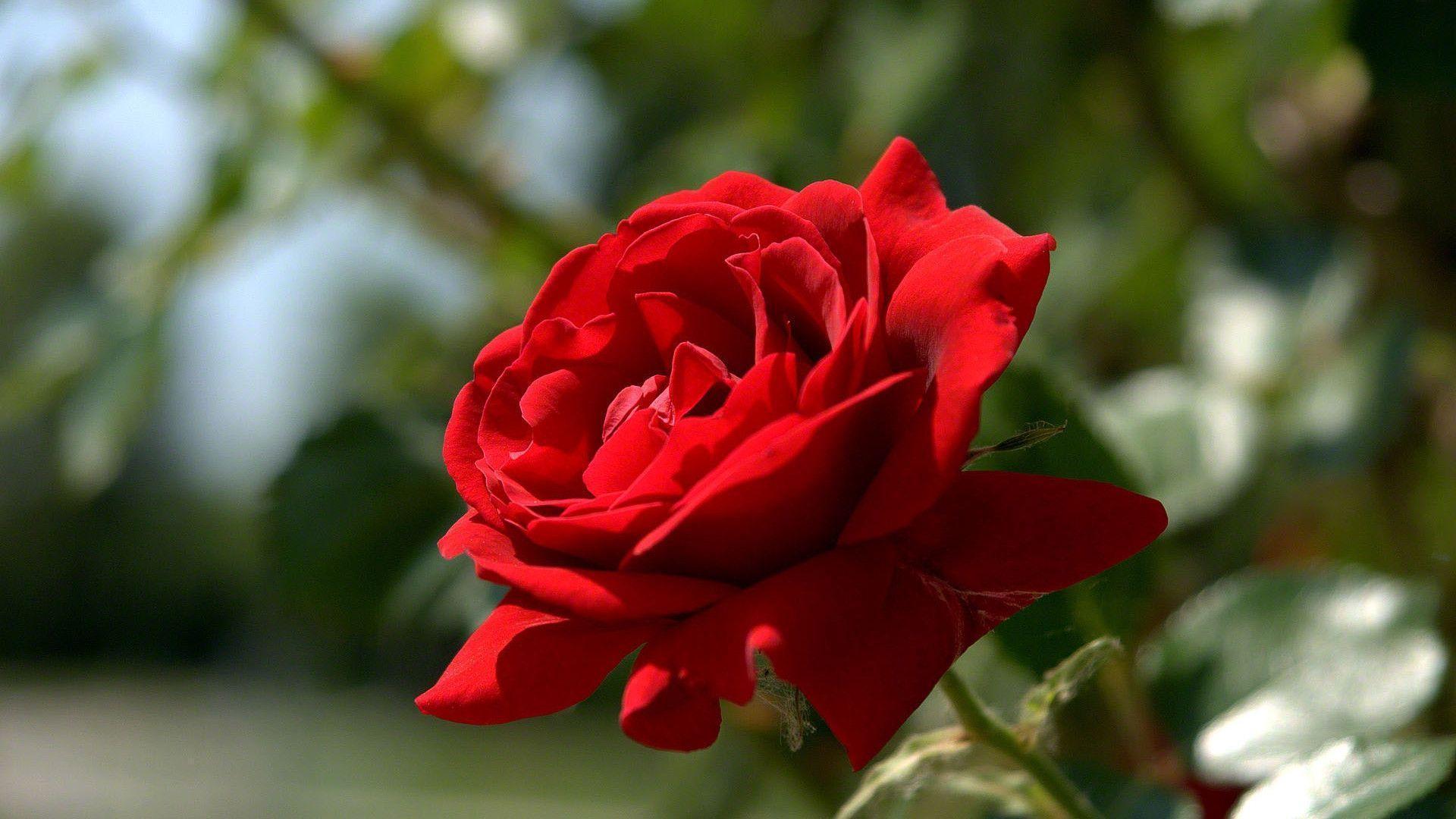 Detail Rose Picture Hd Nomer 22