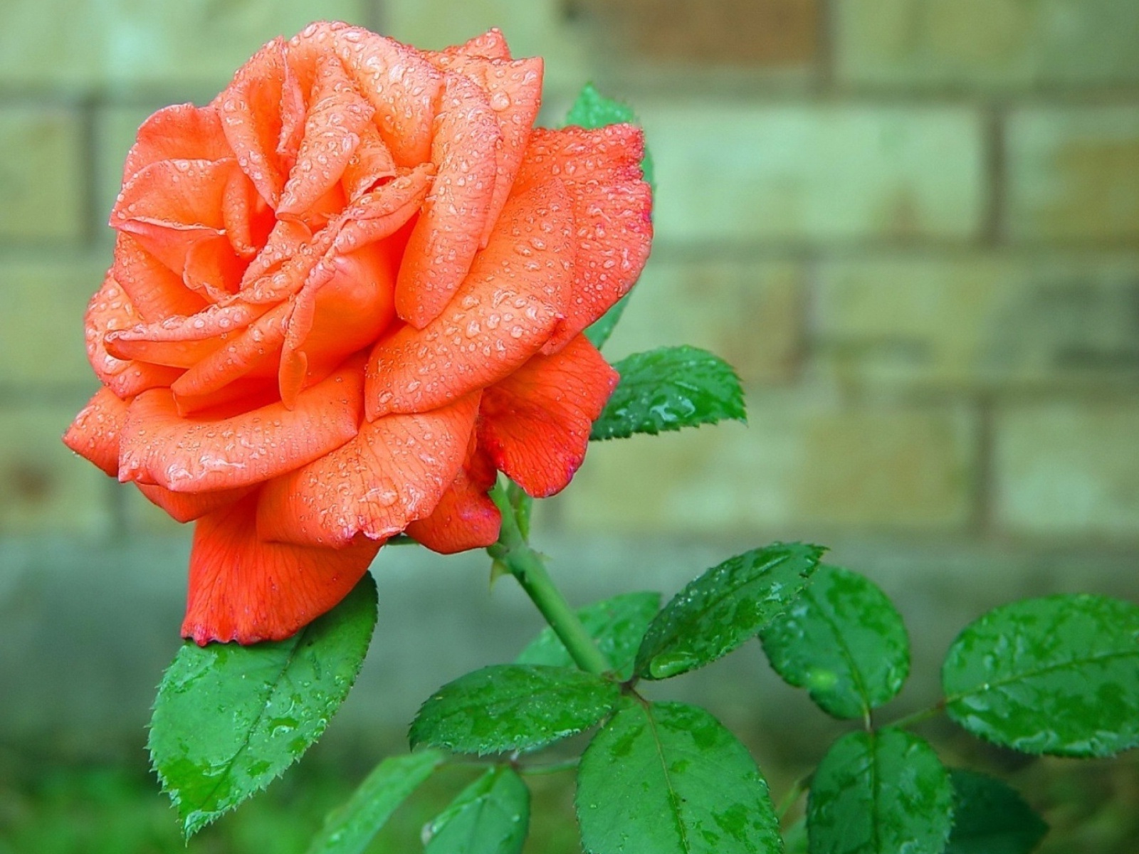 Detail Rose Picture Hd Nomer 36