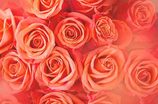 Detail Rose Pictures Free Download Nomer 44