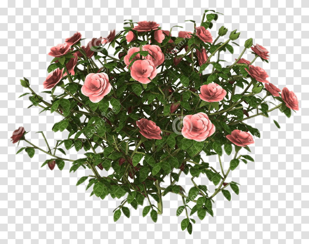 Detail Rose Plant Png Nomer 9