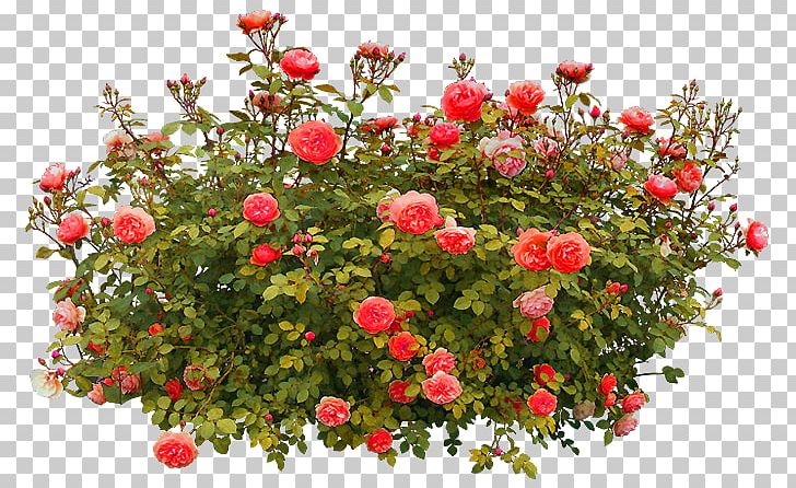 Detail Rose Plant Png Nomer 11