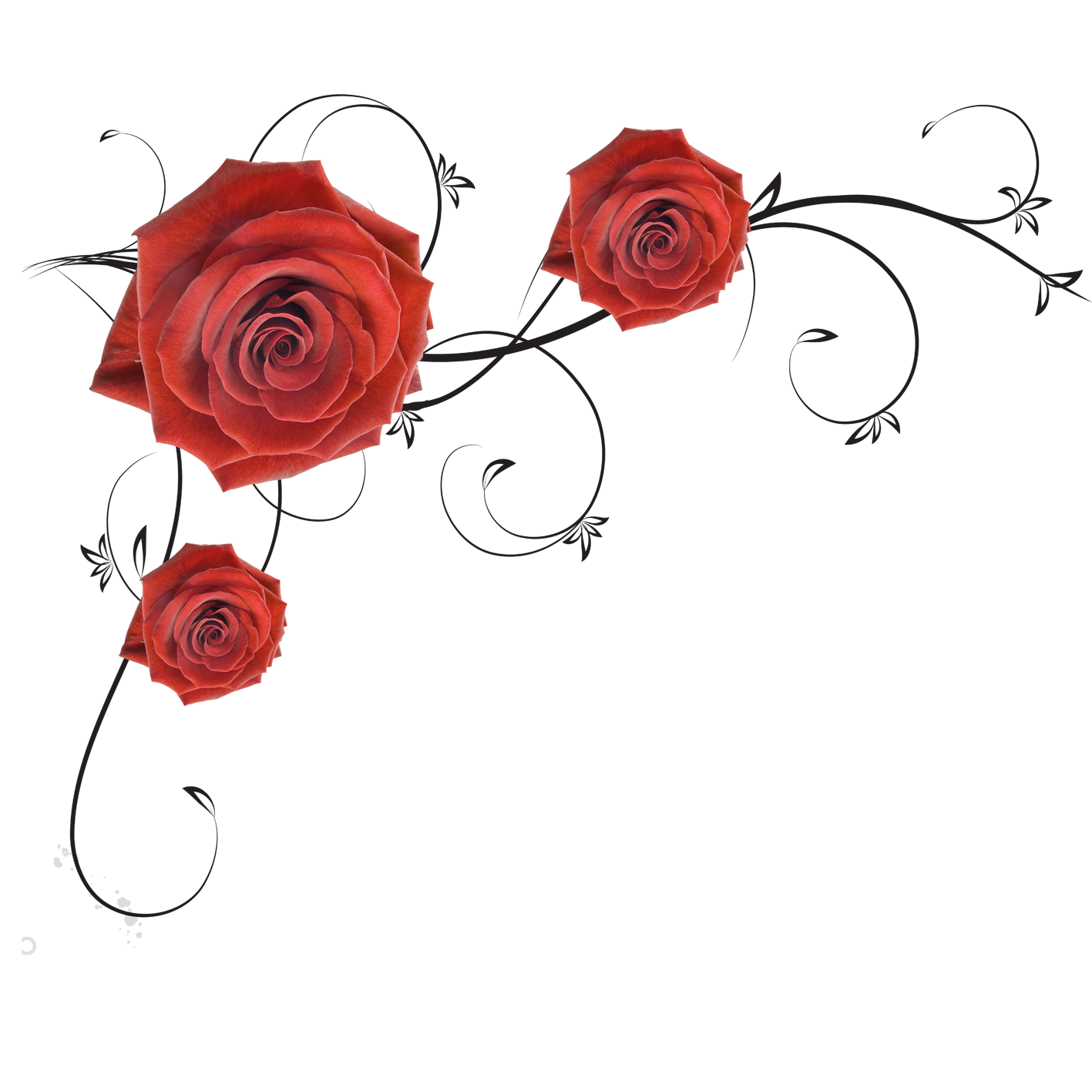 Detail Rose Png Hd Nomer 20