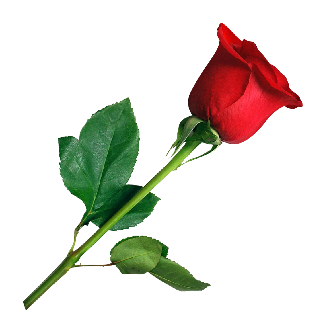 Rose Png Image - KibrisPDR