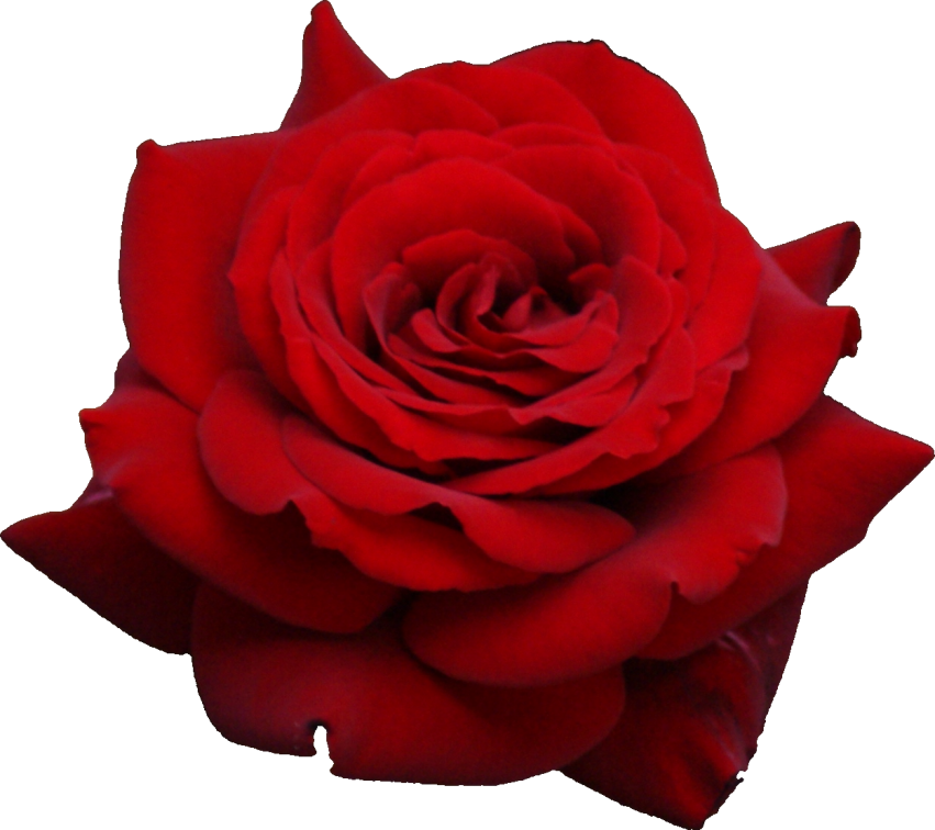 Detail Rose Png Image Nomer 19