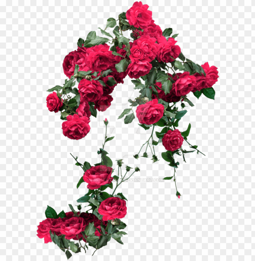 Detail Rose Png Image Nomer 26