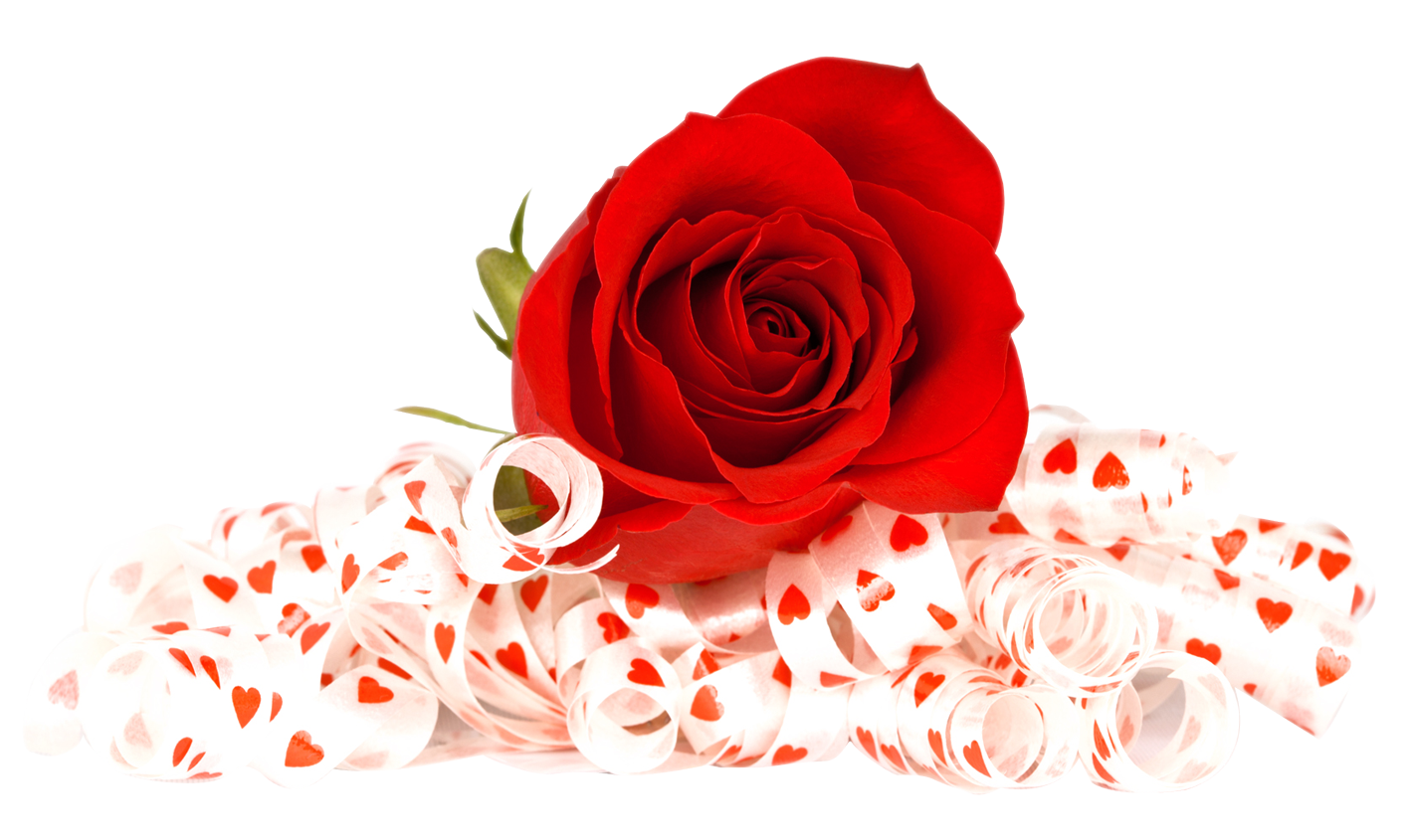 Detail Rose Png Images Nomer 16