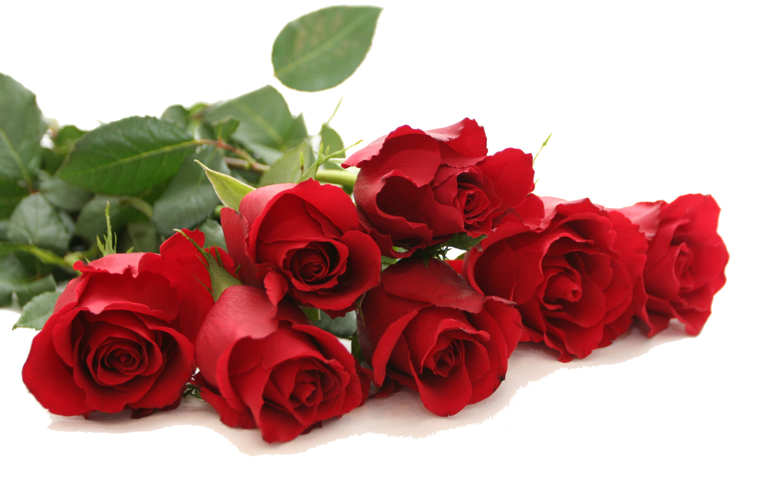 Detail Rose Png Images Nomer 17