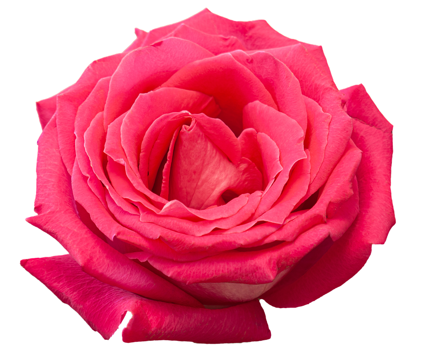 Detail Rose Png Images Nomer 22