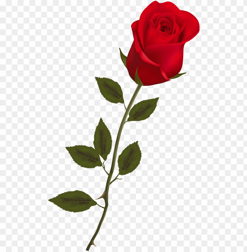 Detail Rose Png Transparent Background Nomer 10