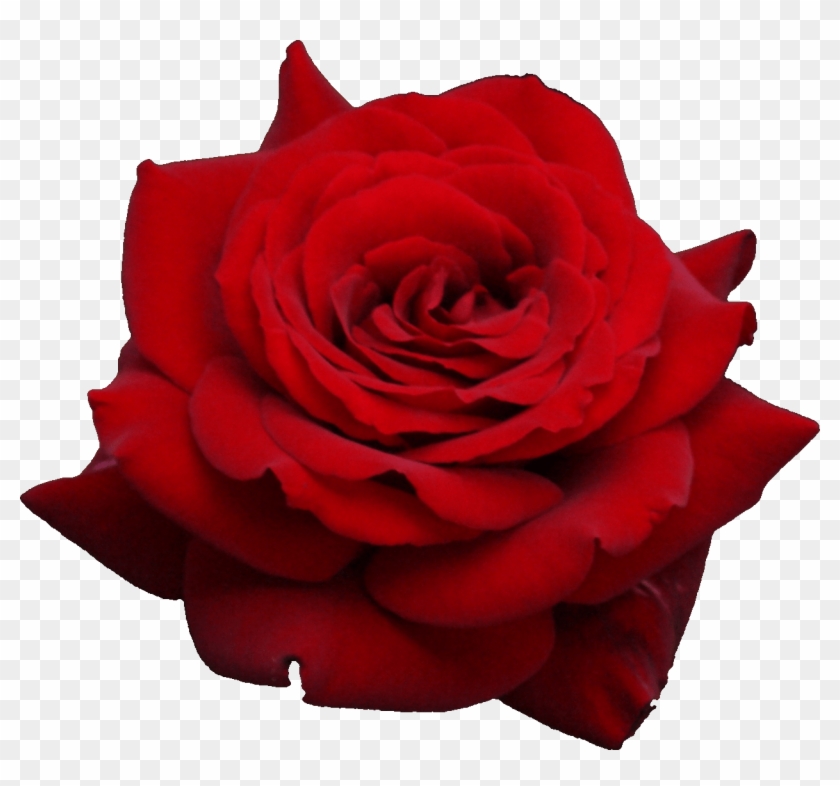 Detail Rose Png Transparent Background Nomer 22