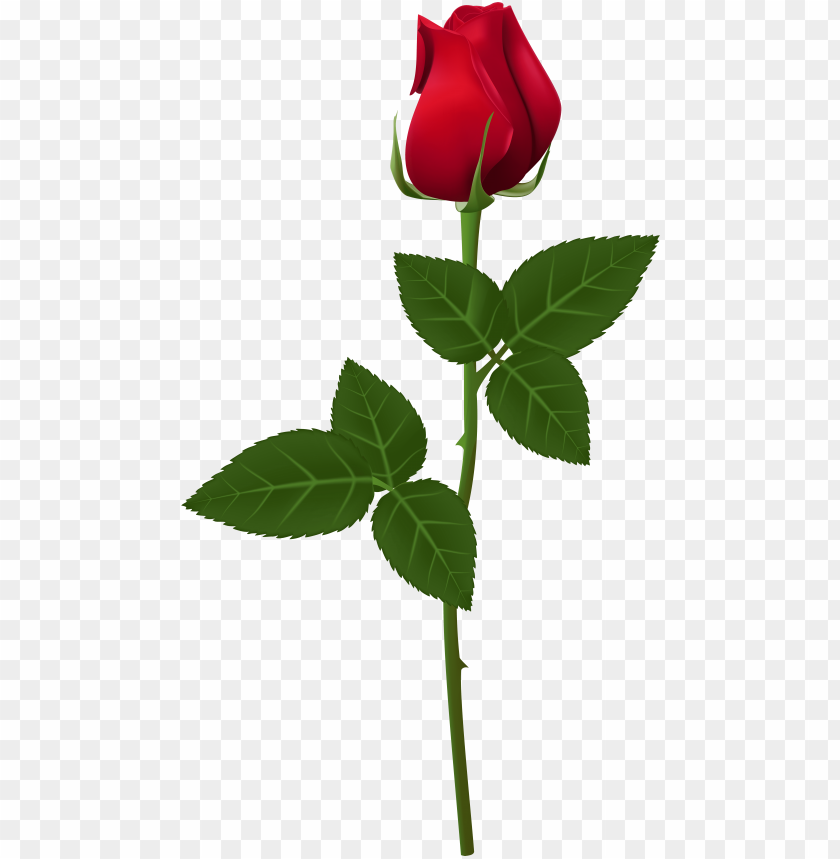 Detail Rose Png Transparent Background Nomer 4