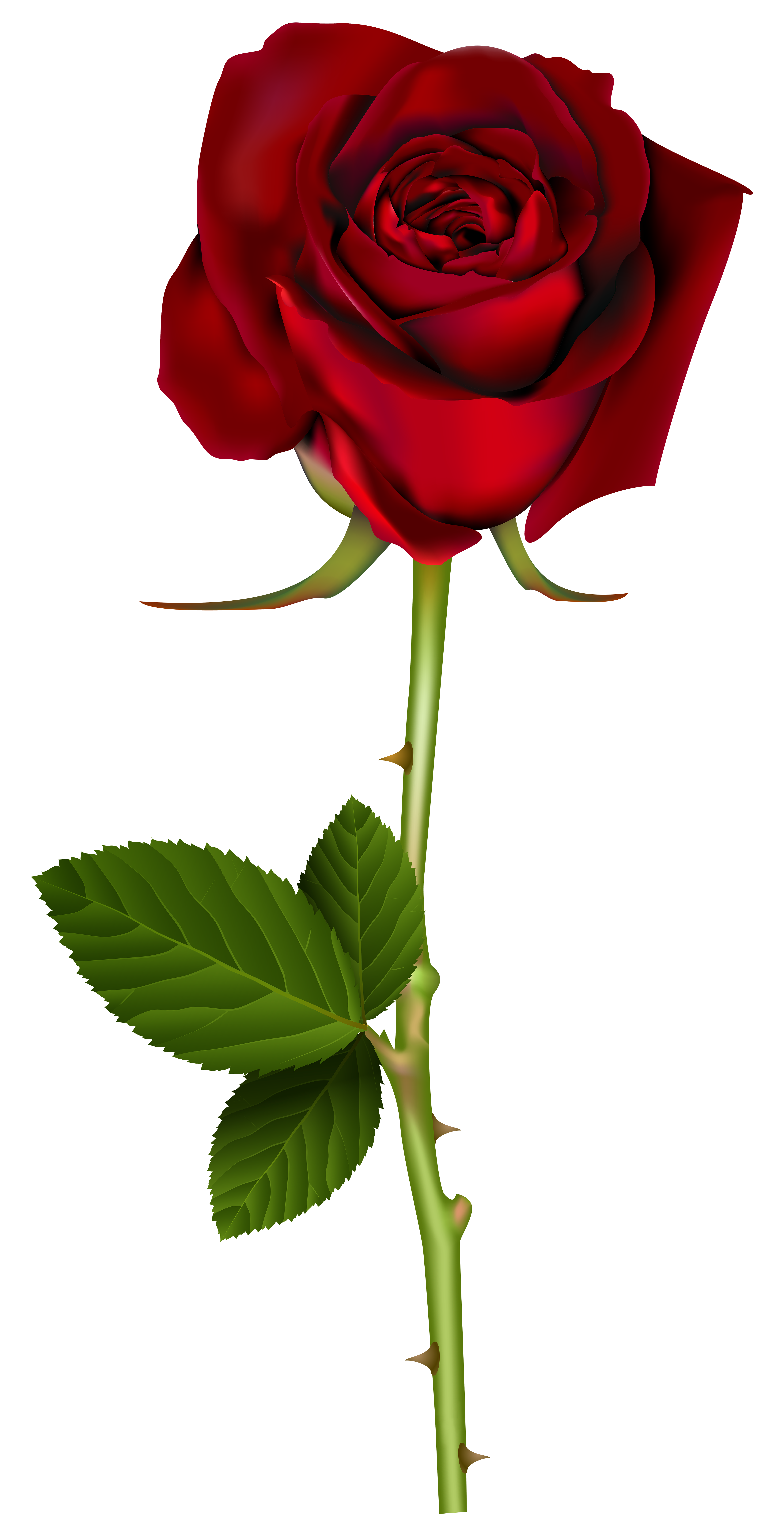 Detail Rose Png Transparent Background Nomer 5