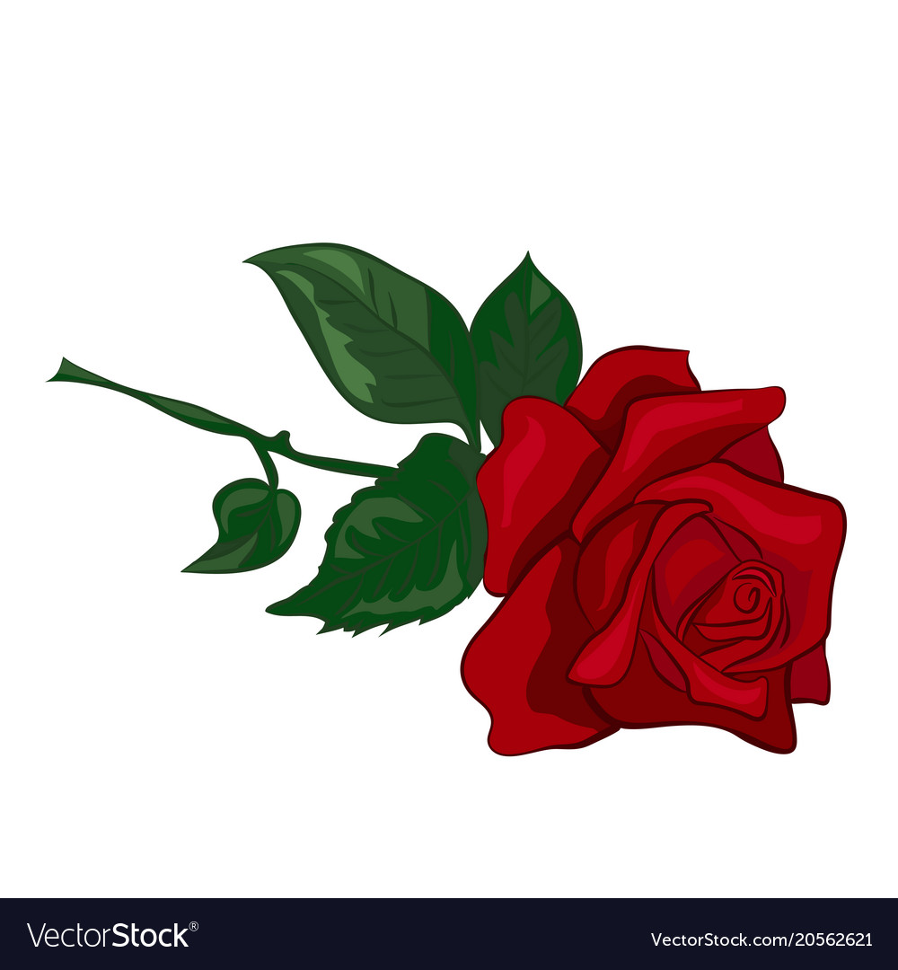 Detail Rose Royalty Free Nomer 22