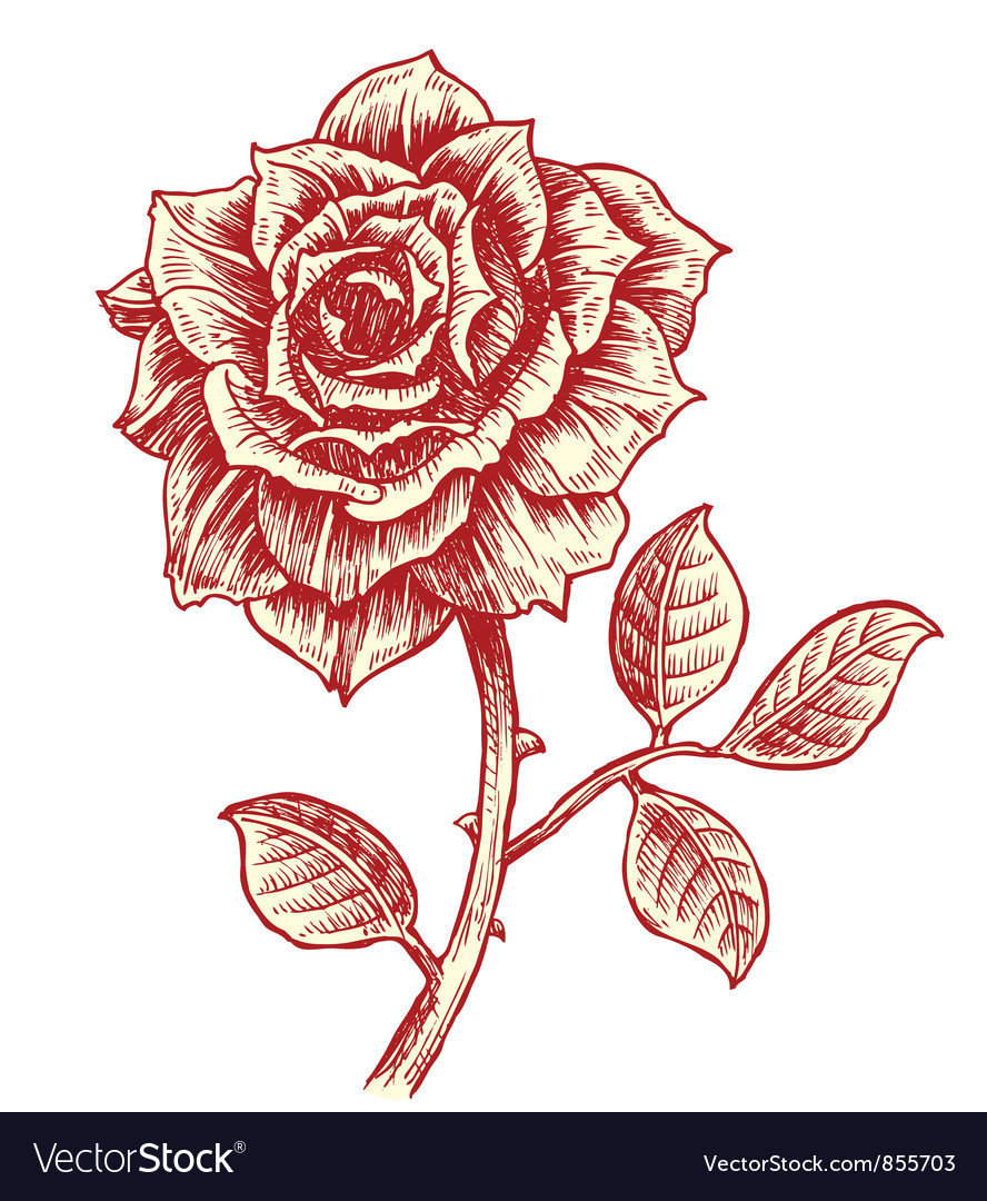 Detail Rose Royalty Free Nomer 46