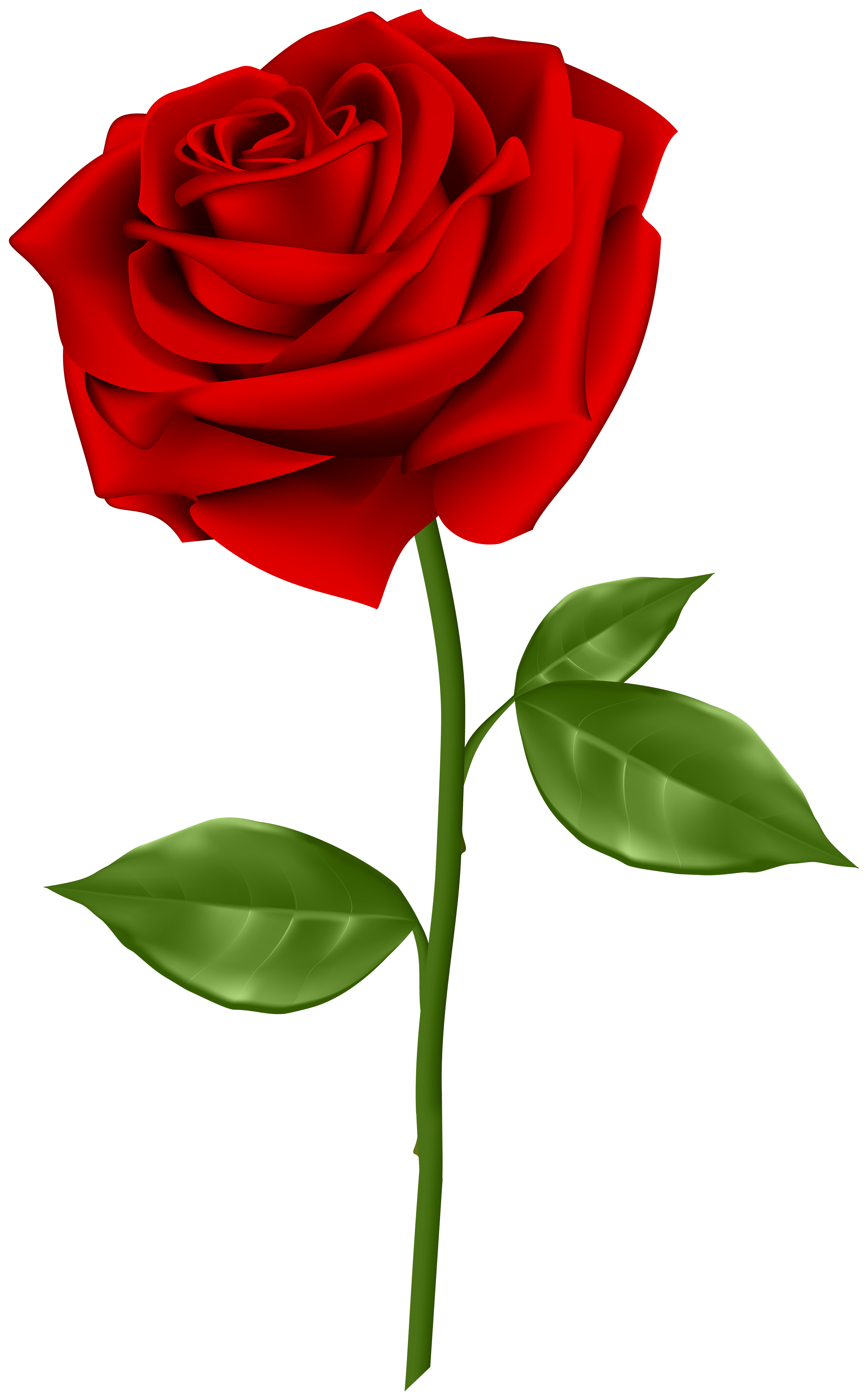 Detail Rose Transparent Background Nomer 2