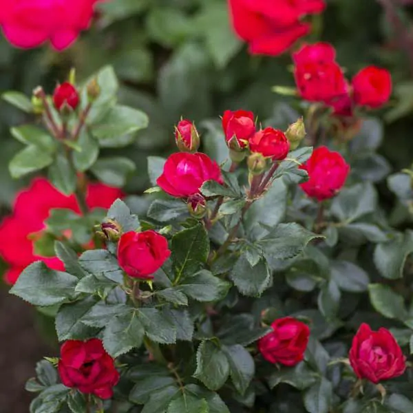 Detail Rose Tree Picture Nomer 46