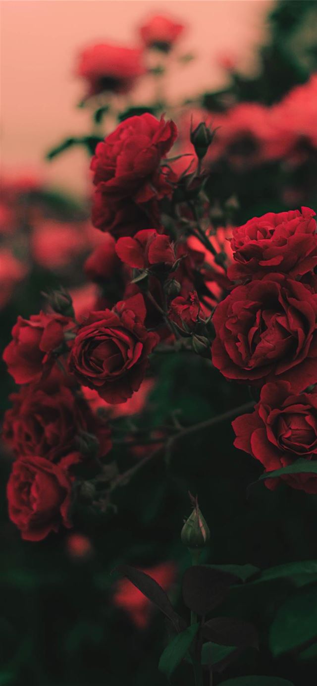 Detail Rose Wallpaper Hd Nomer 14