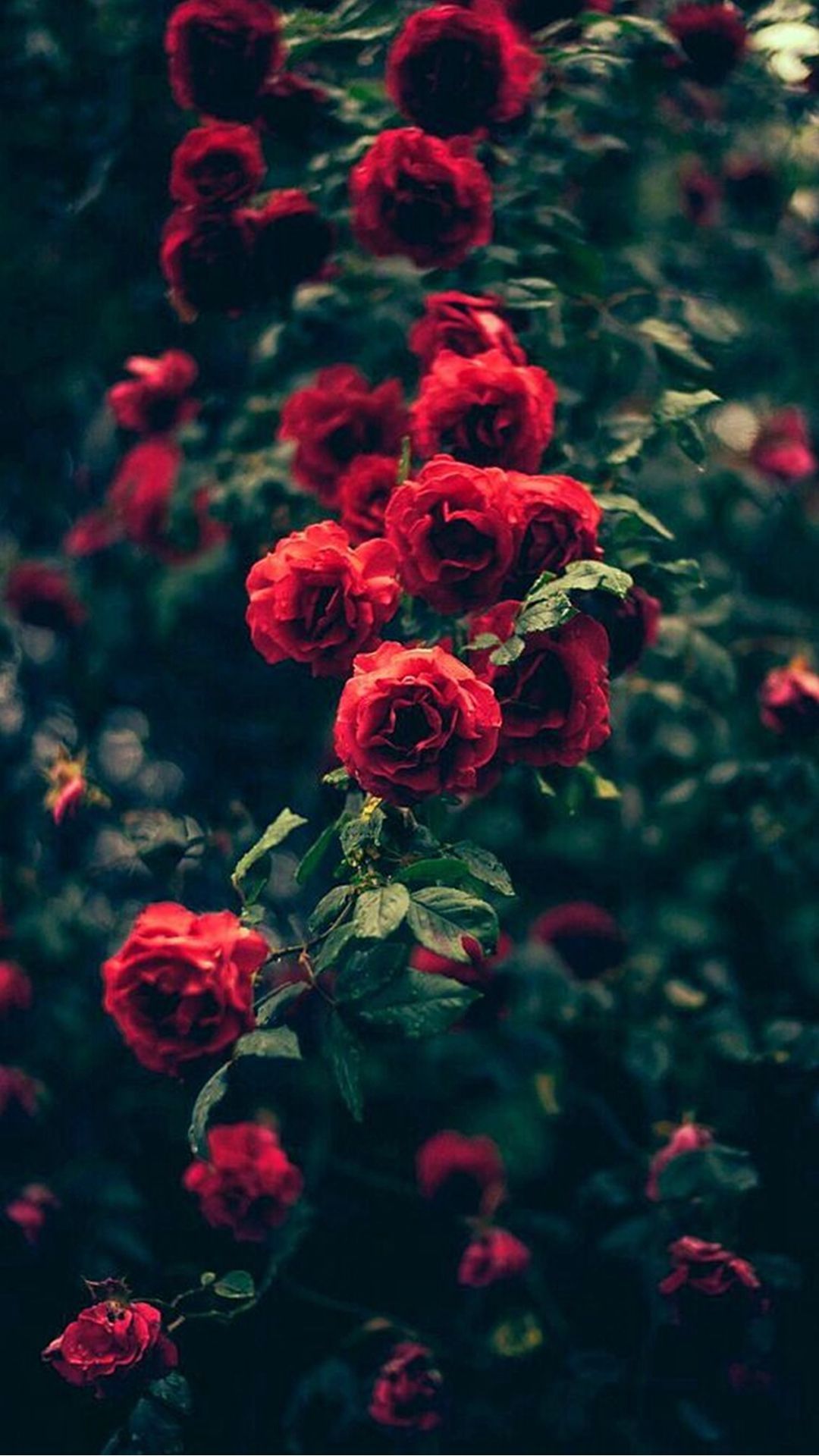 Detail Rose Wallpaper Hd Nomer 19