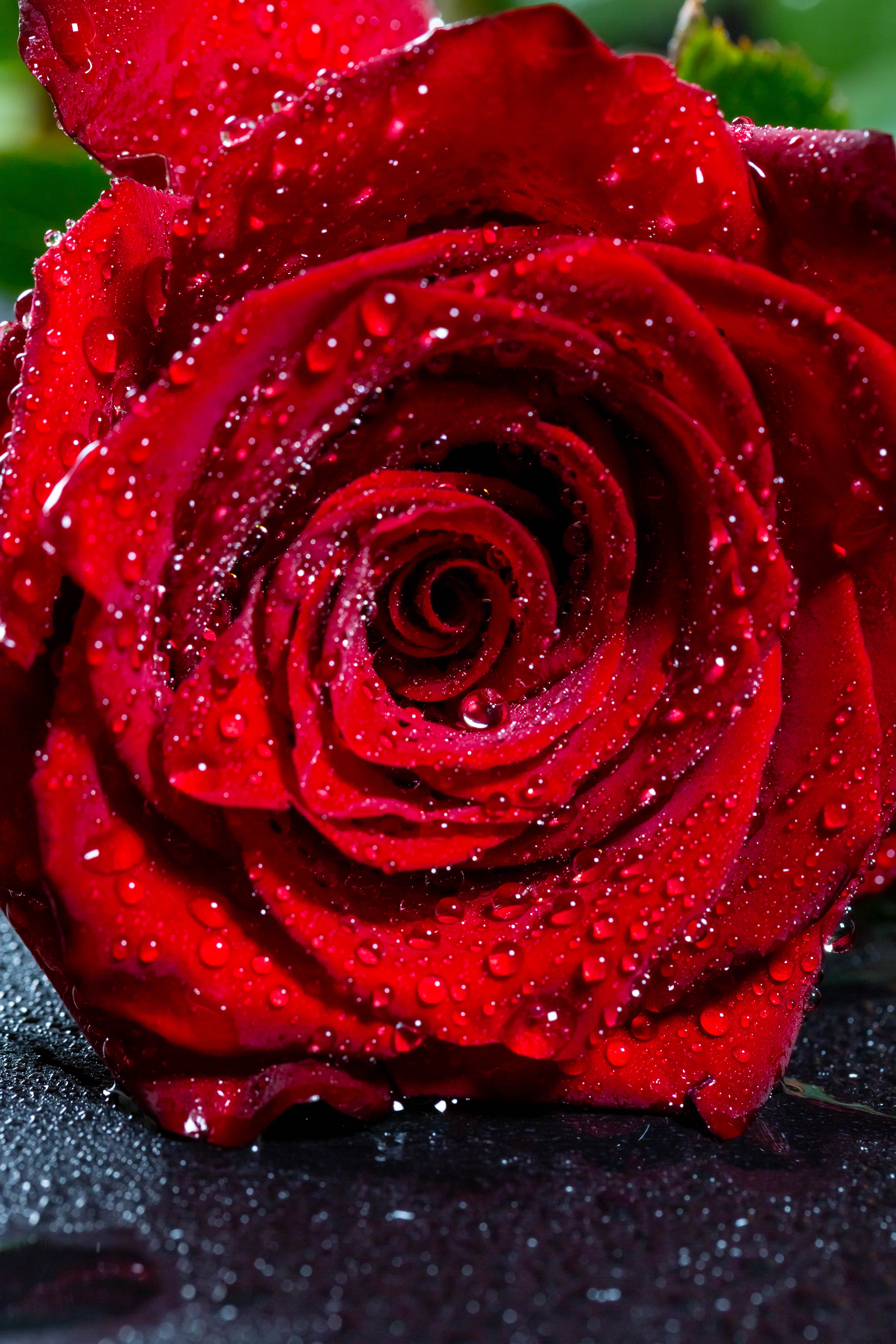 Detail Rose Wallpaper Hd Nomer 22