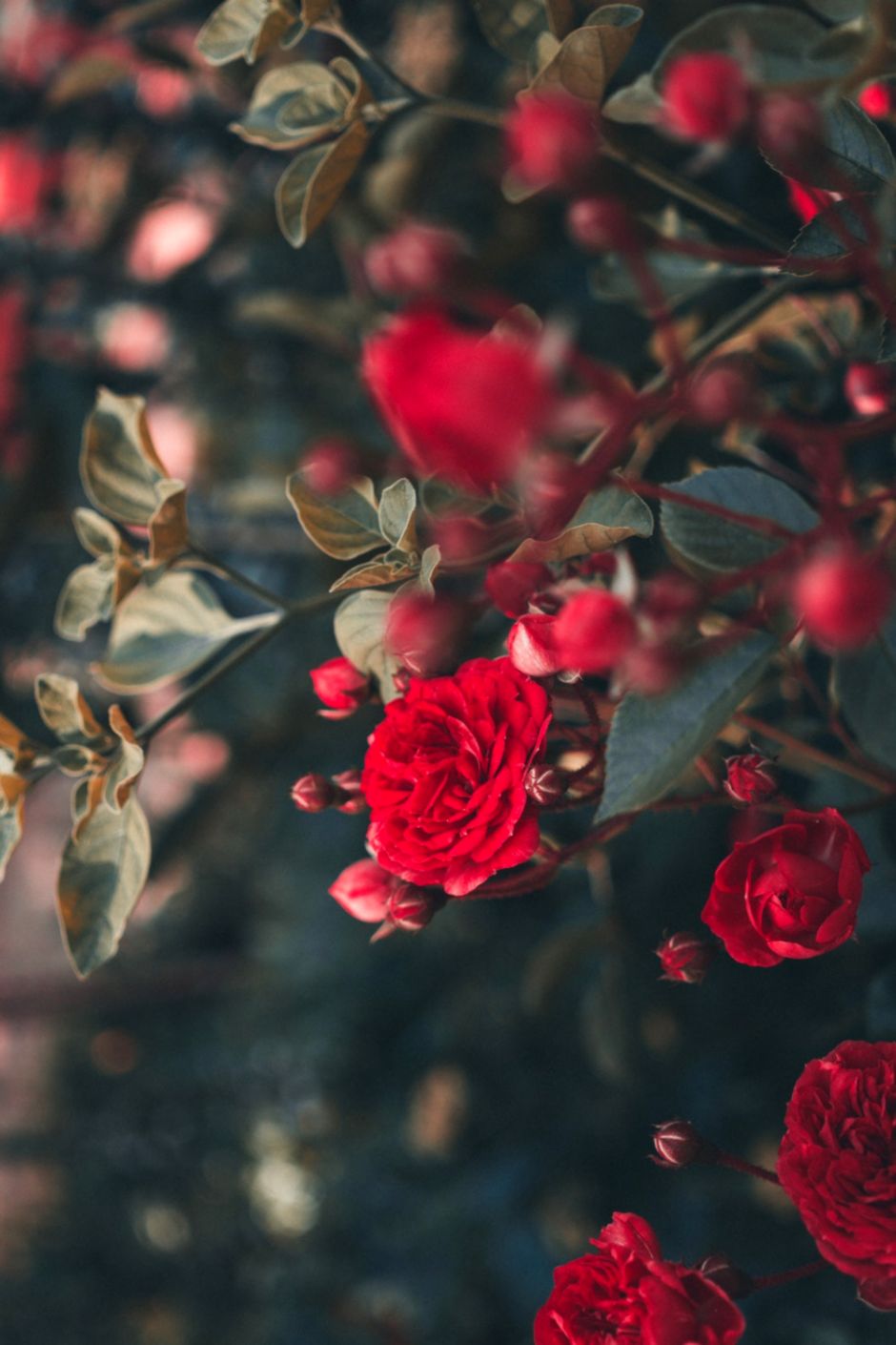 Detail Rose Wallpaper Hd Nomer 24