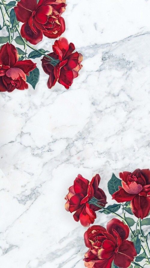 Detail Rose Wallpaper Tumblr Nomer 13